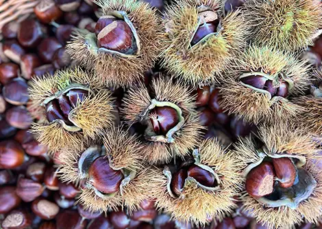 Una giornata di castagne e amicizia